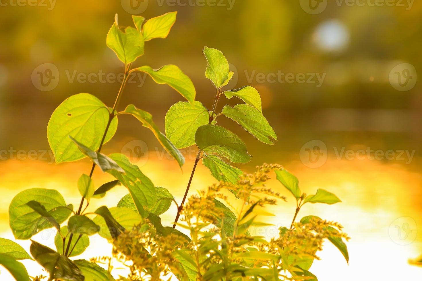 silhouette d'herbe et de feuilles au coucher du soleil près de la rivière photo