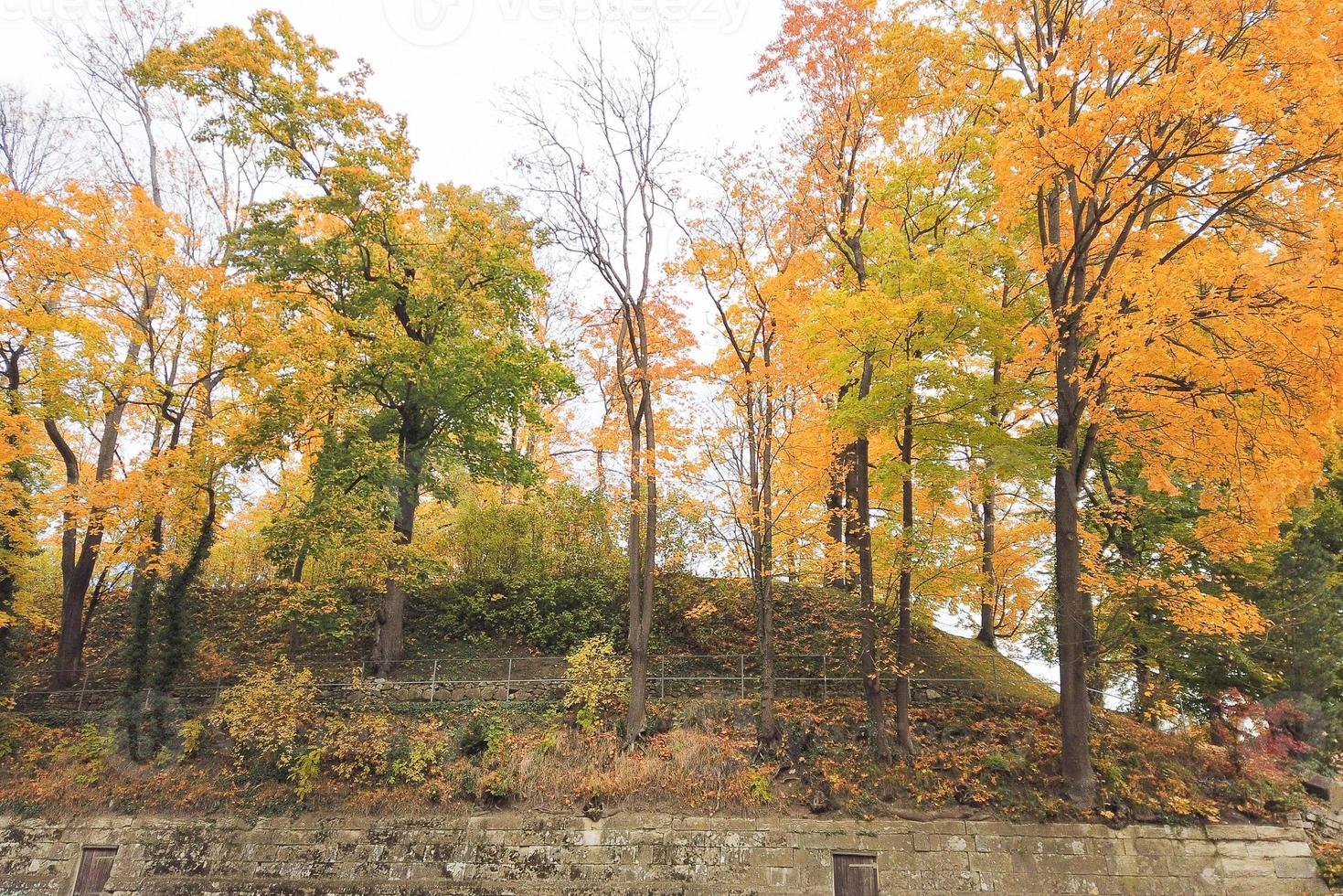 feuilles d'automne et arbres dans le parc photo