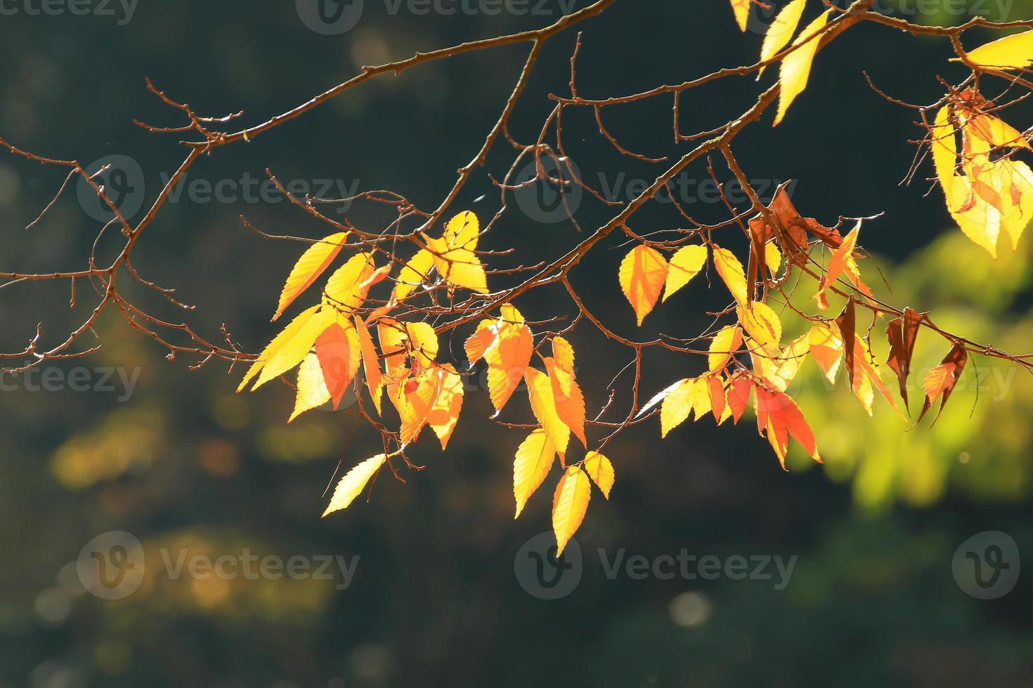 beau paysage d'automne avec un feuillage coloré dans le parc. photo