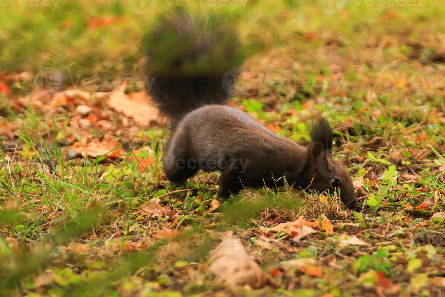 écureuil roux européen mangeant des noix dans le parc photo