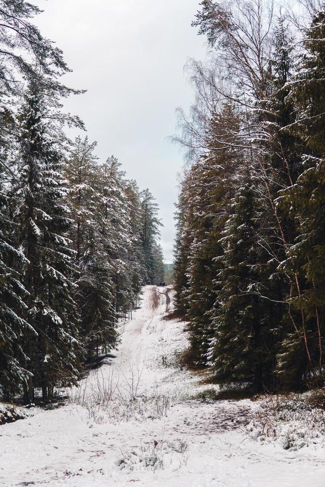 pente enneigée en hiver photo