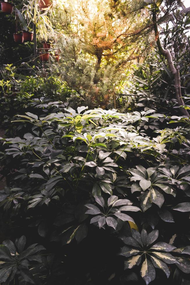 vue sur la jungle tropicale photo