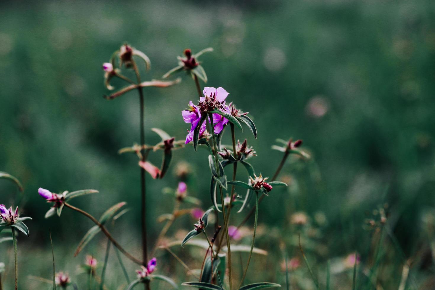 fleurs dans la nature fond vert flou photo