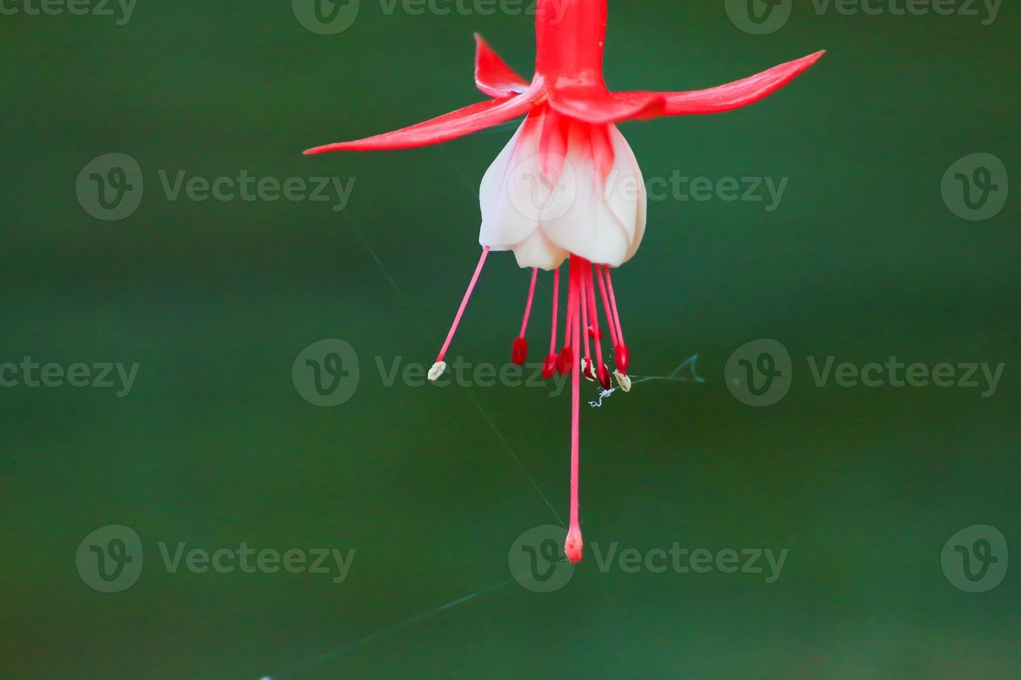 Fuchsia hybrida en serre, Ratisbonne, Allemagne photo