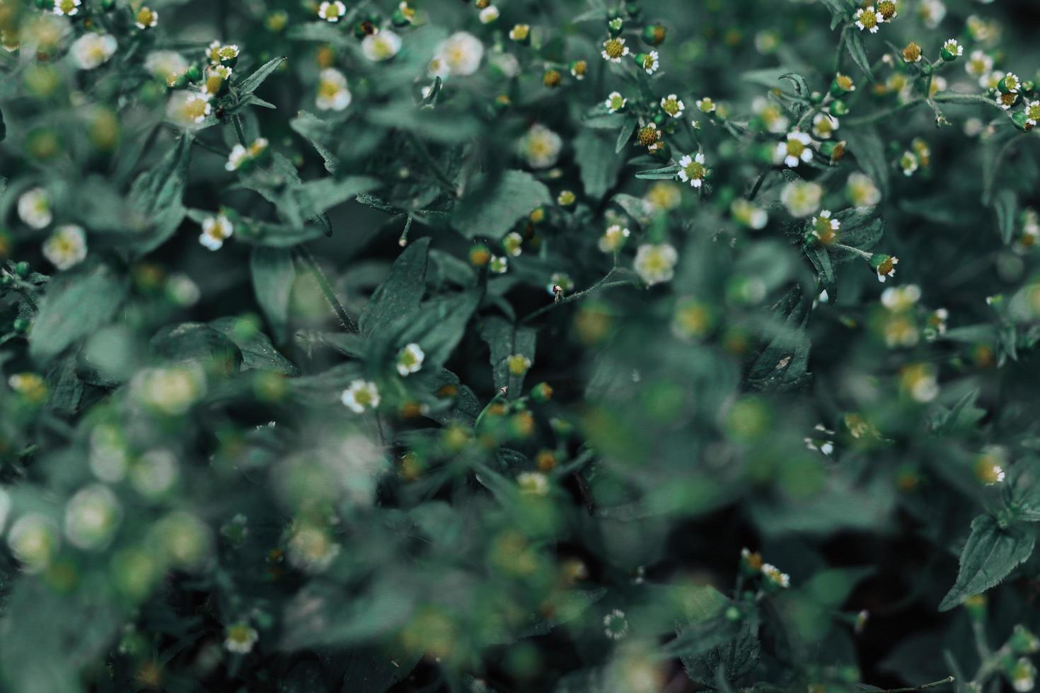 fleurs sauvages dans la nature photo