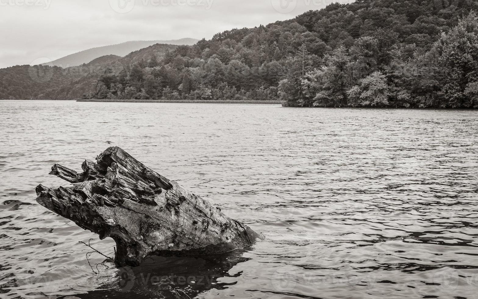 des arbres morts se trouvent sous l'eau turquoise du parc national des lacs de plitvice. photo