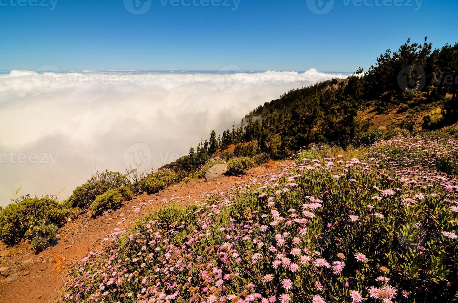 paysage en été photo