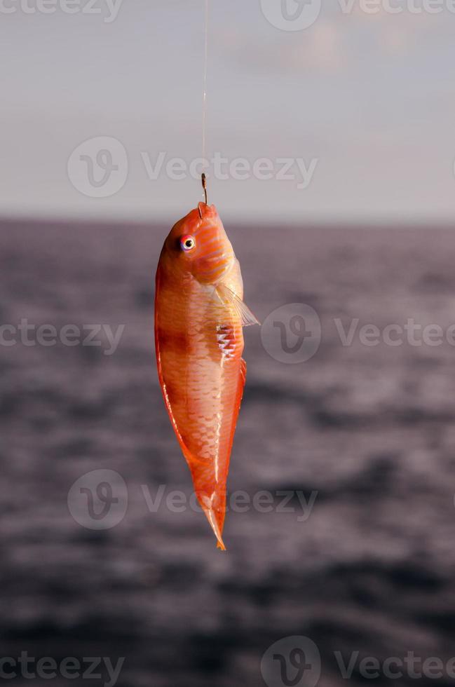 poisson à l'hameçon 18854662 Photo de stock chez Vecteezy