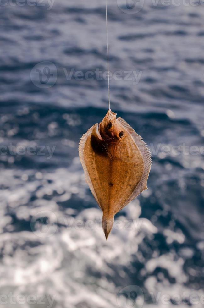 poisson à l'hameçon photo