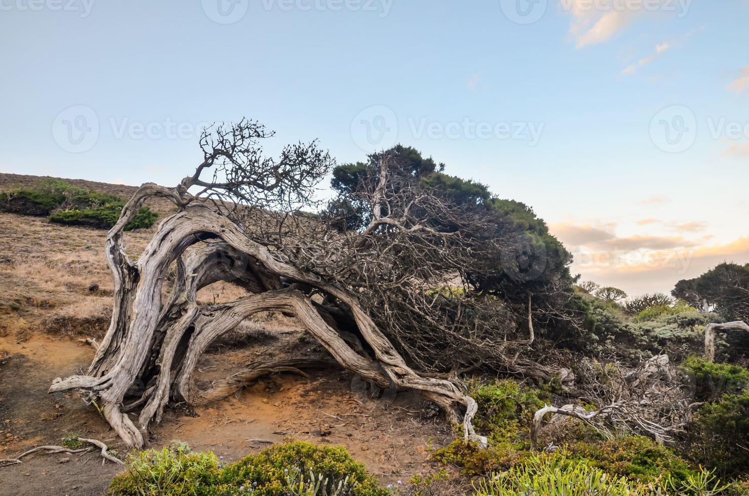 paysage en été photo