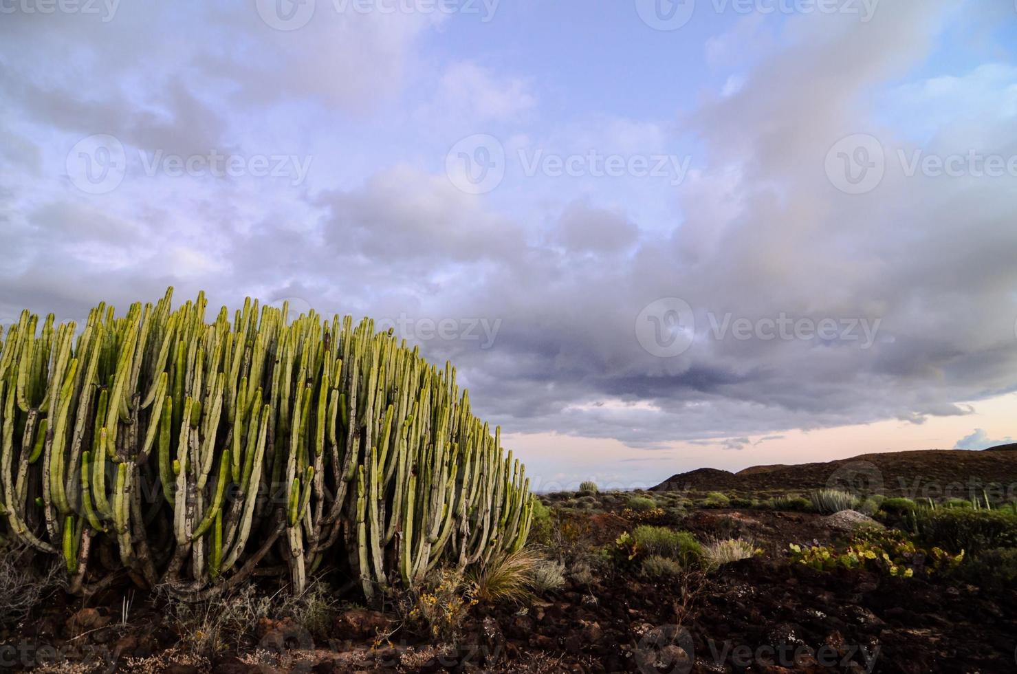 vue sur le désert avec cactus photo