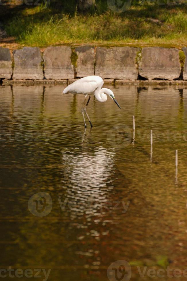 héron sur l'eau photo