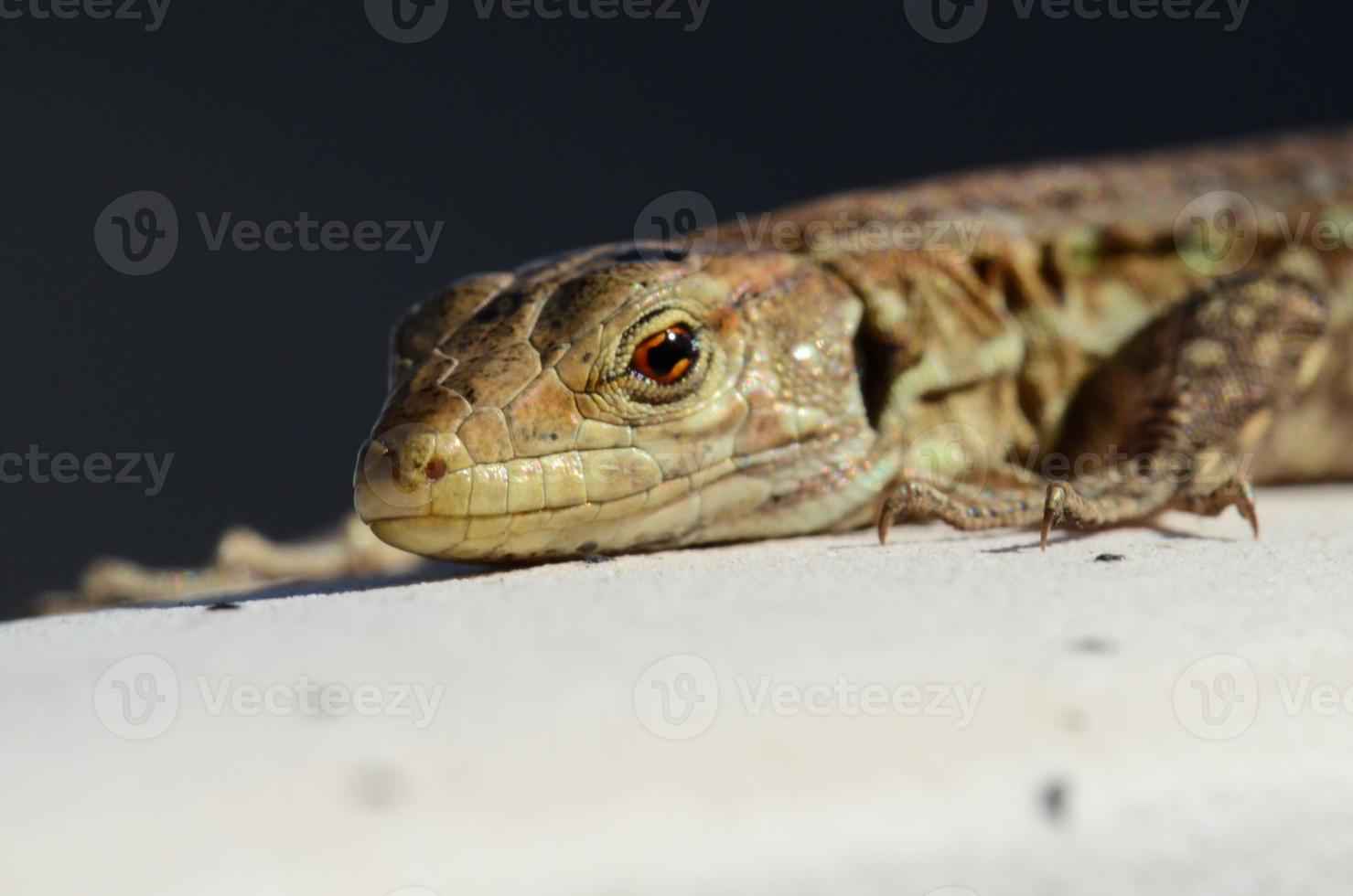 portrait de lézard sur fond sombre photo