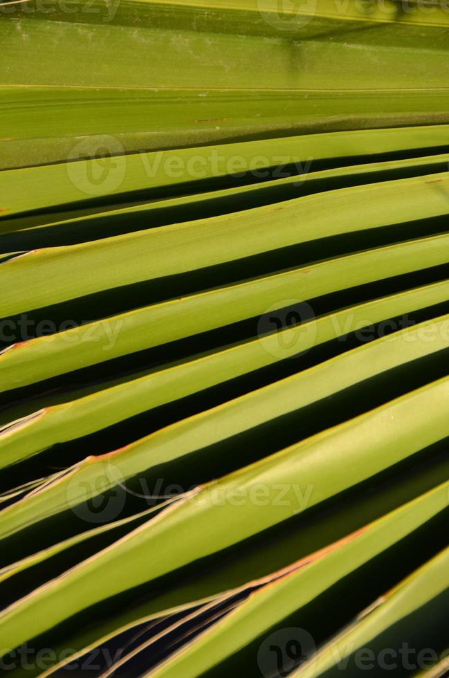 feuille de palmier gros plan photo