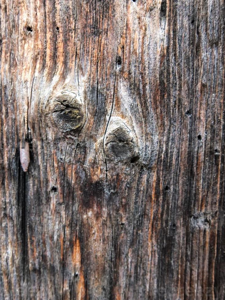 gros plan de tronc d'arbre photo