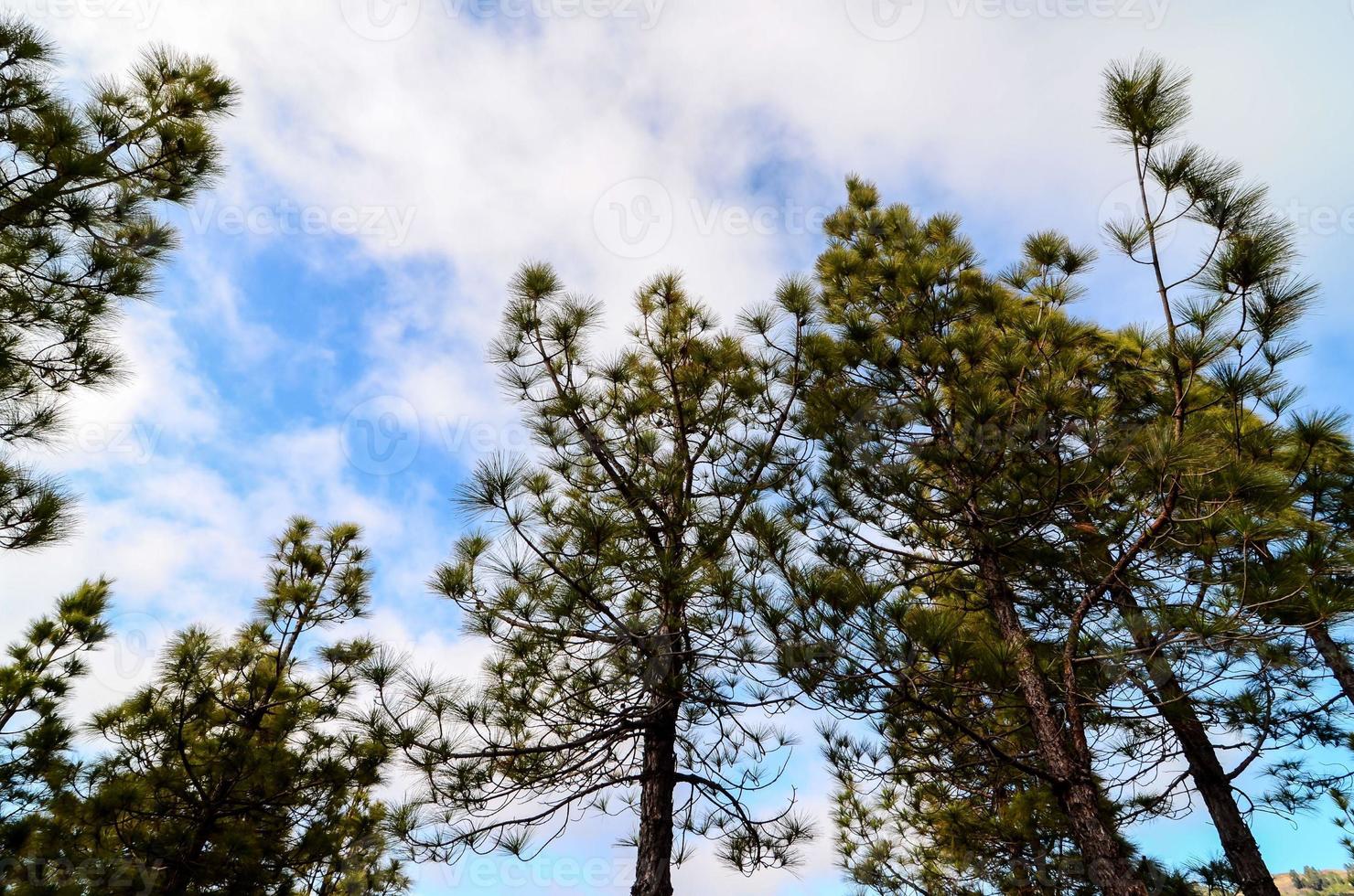 vue des arbres photo