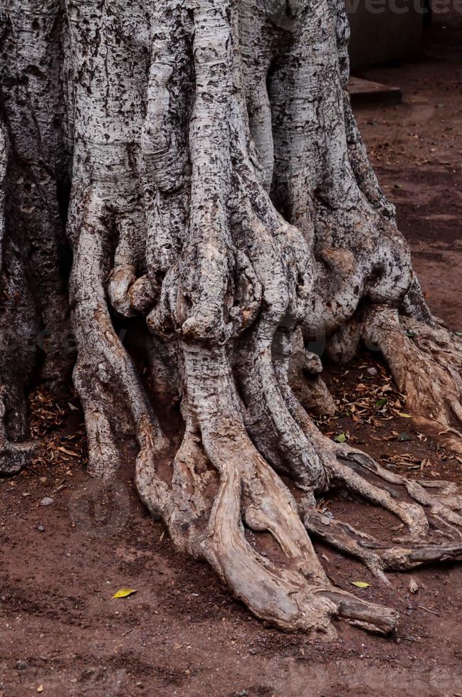 vue des arbres photo