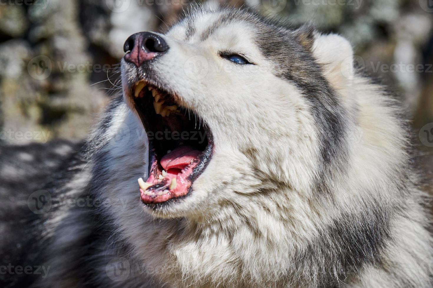 portrait de profil de chien husky sibérien avec une couleur de pelage blanc gris noir, une jolie race de chien de traîneau qui aboie photo