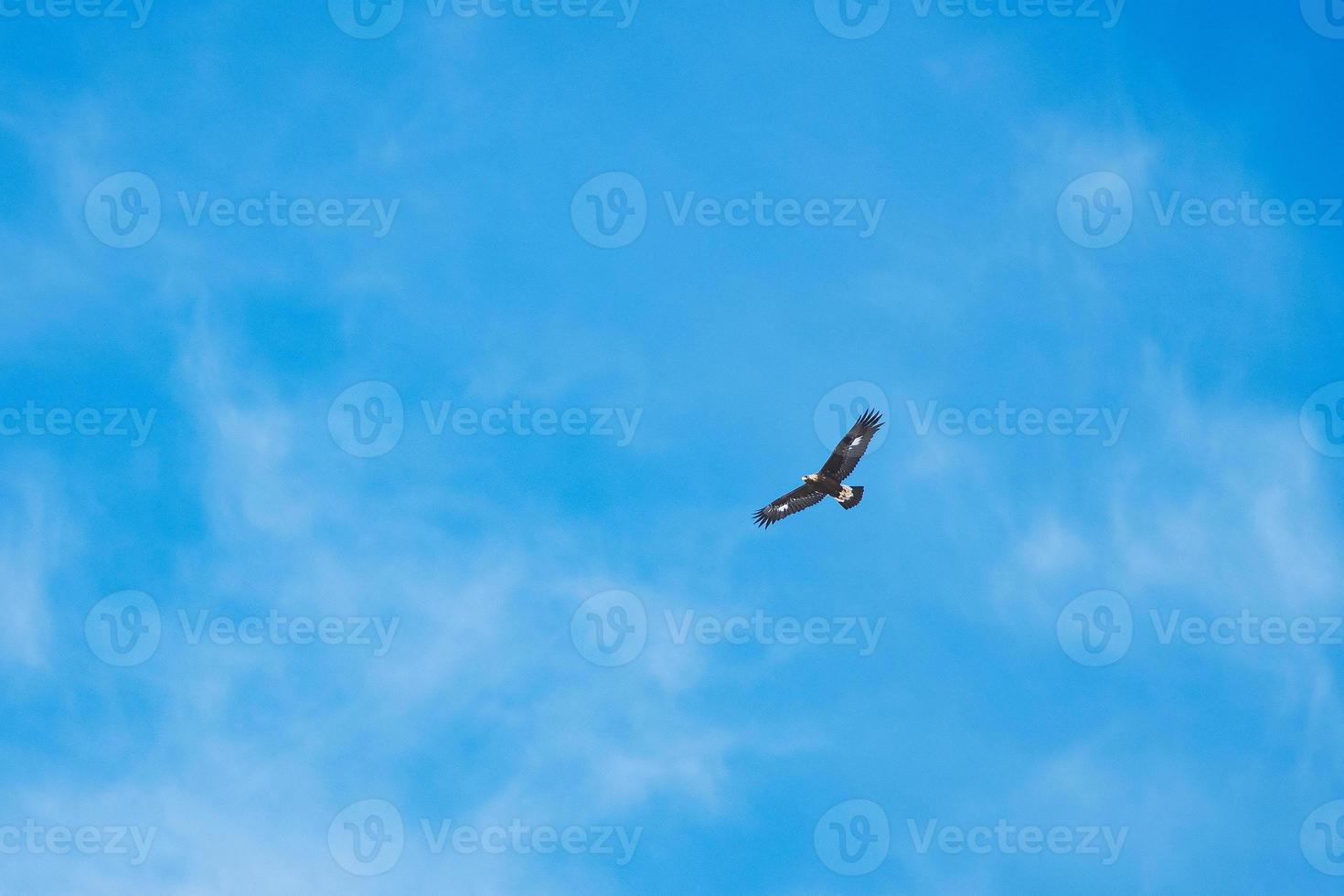 un aigle vole dans le ciel bleu au-dessus des alpes orobie en italie photo