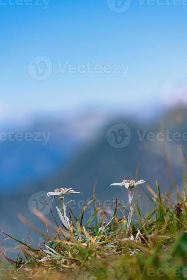 la fleur de montagne edelweiss protégée sur les alpes de bergame. photo