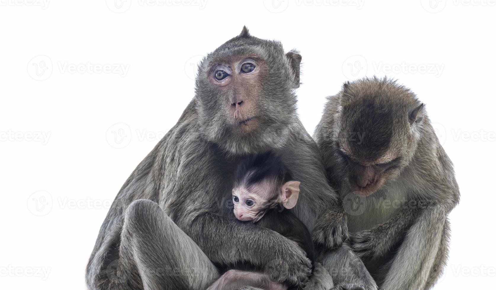 les parents singes, les mères singes et les bébés singes vivent ensemble comme une famille. photo