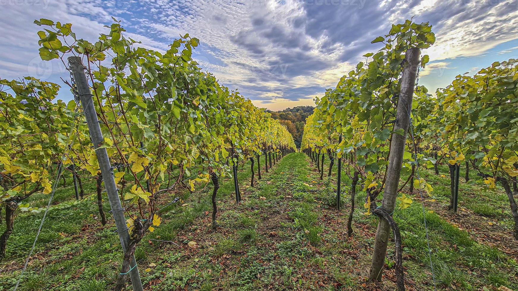 photo de vignes dans un vignoble au moment du soir en automne avec ciel contrasté