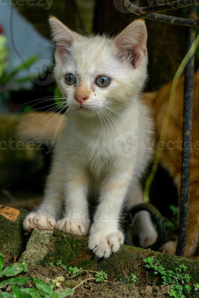 mignon chaton blanc à la recherche. petit chat blanc jouant dans le jardin. photo