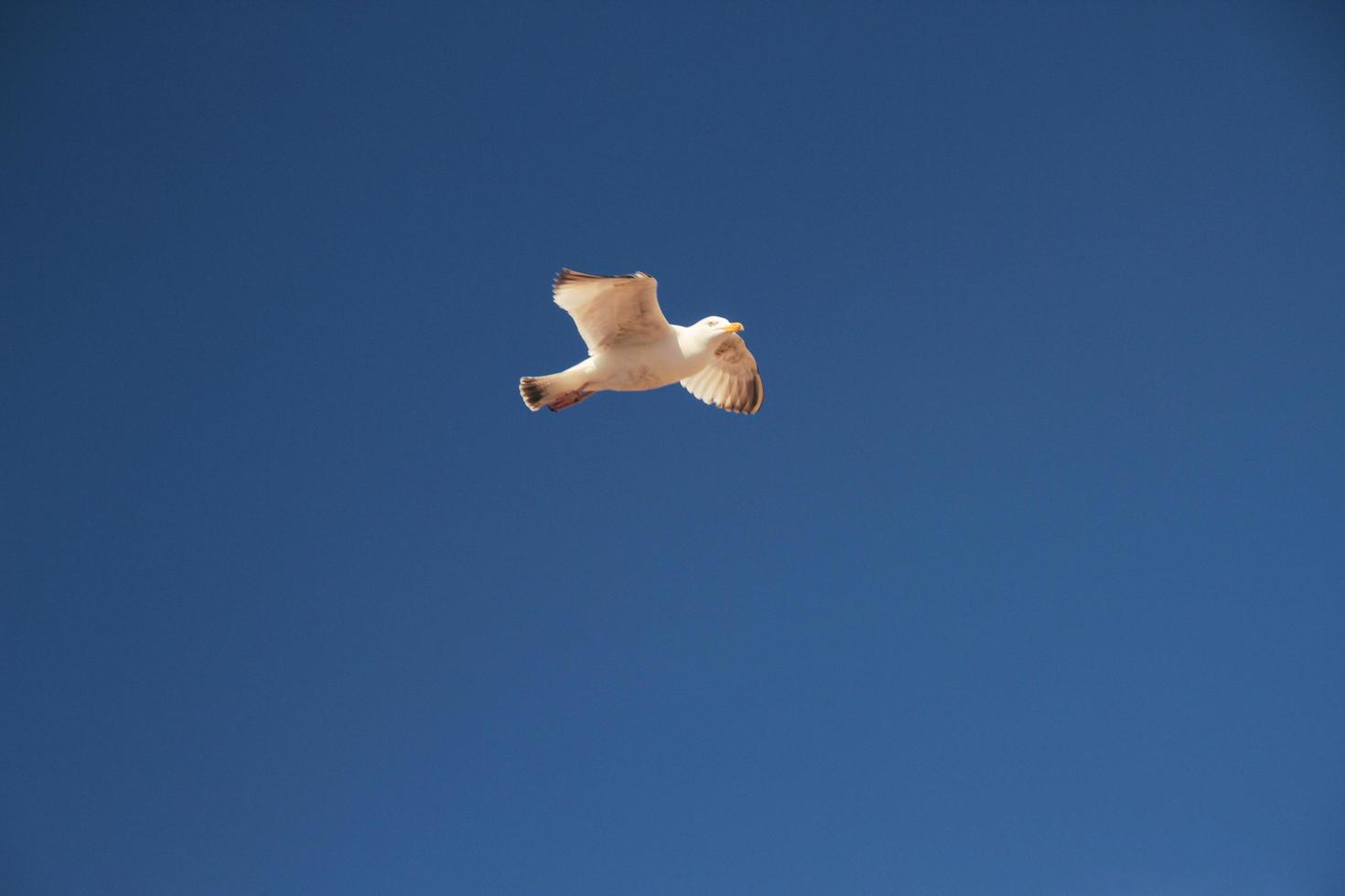 vue d'une mouette en vol photo