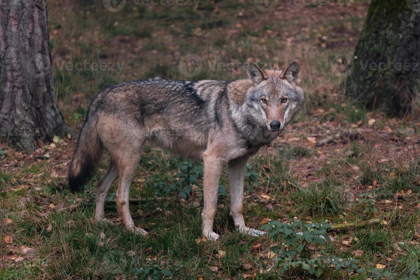 loup gris dans la forêt photo