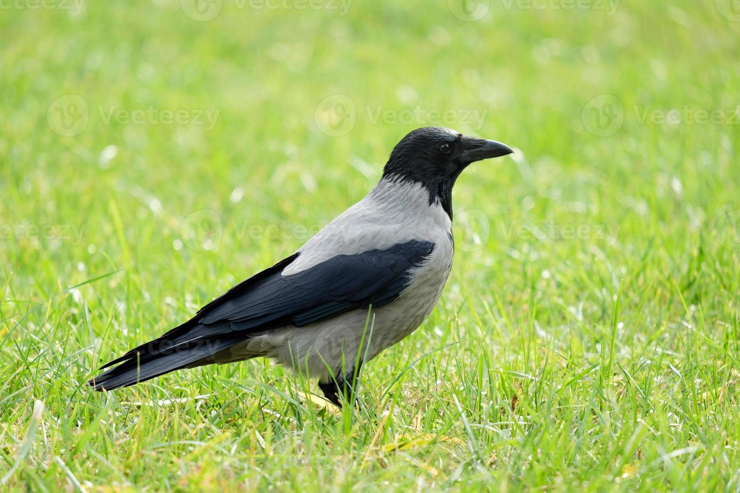 corbeau dans l'herbe verte, corvus cornix photo