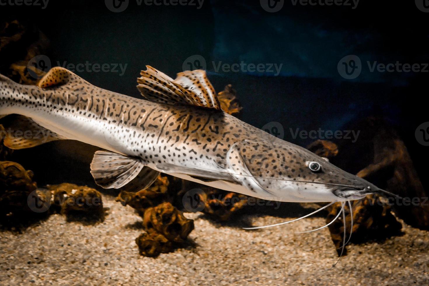 poisson-chat blanc et brun nageant dans l'aquarium photo