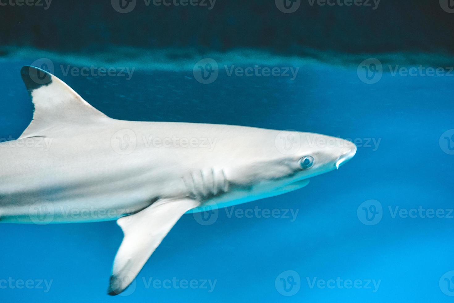 Carcharhinus melanopterus requin nageant sous l'eau, fond bleu photo