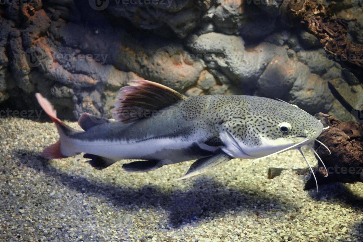 phractocephalus hemioliopterus - poisson-chat gris, tacheté, à queue rouge photo