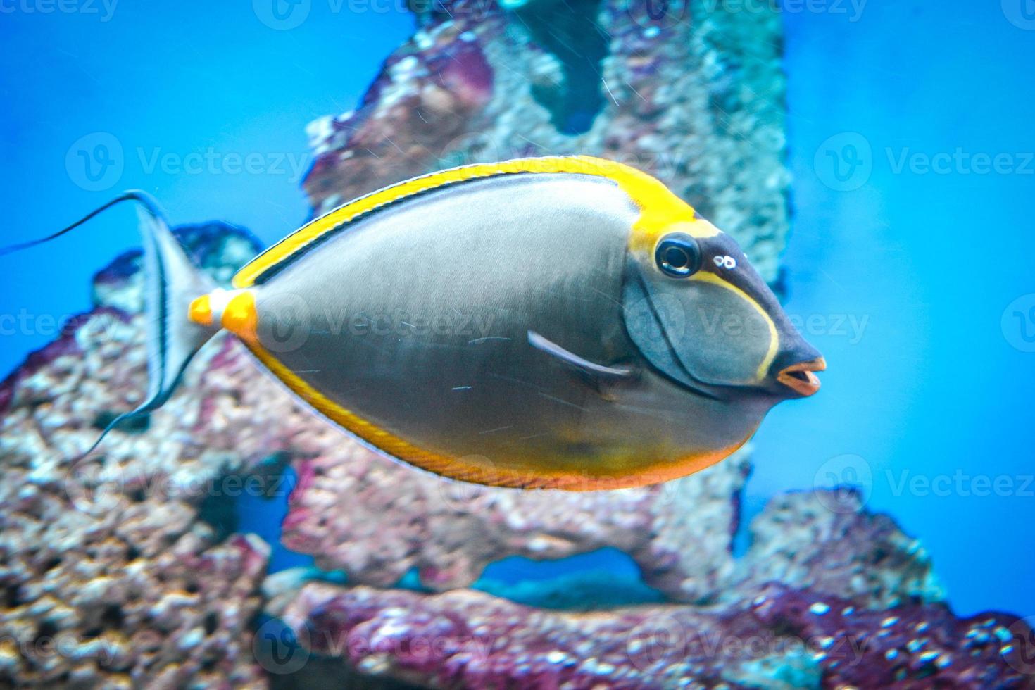 naso tang - poisson tropical gris et jaune photo