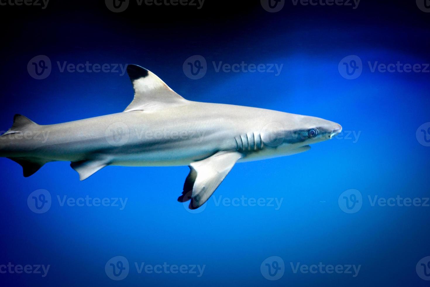 Carcharhinus melanopterus requin nageant sous l'eau, fond bleu photo