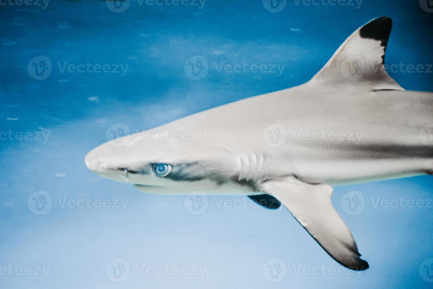 Carcharhinus melanopterus requin nageant sous l'eau, fond bleu photo