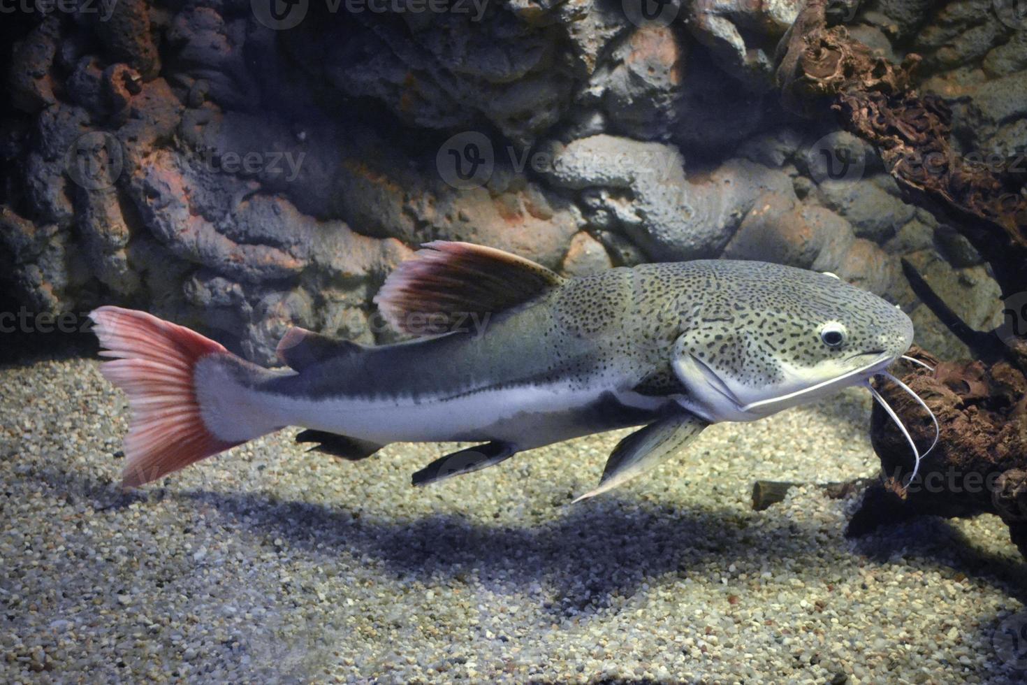 phractocephalus hemioliopterus - poisson-chat gris, tacheté, à queue rouge photo
