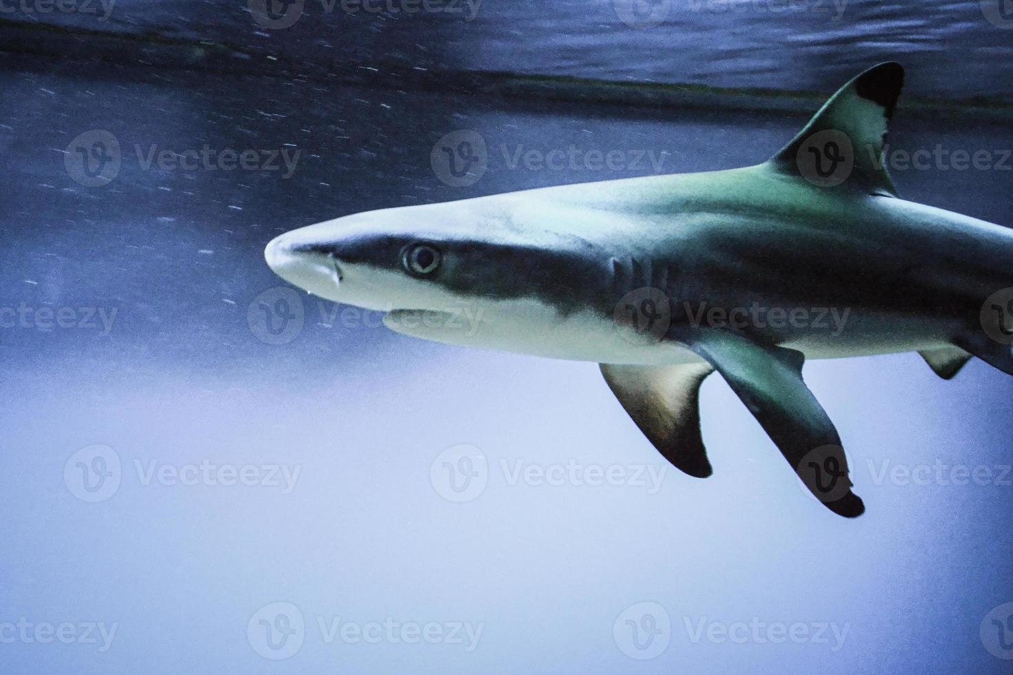 requin carcharhinus melanopterus - gros plan sur la tête photographie, fond bleu photo