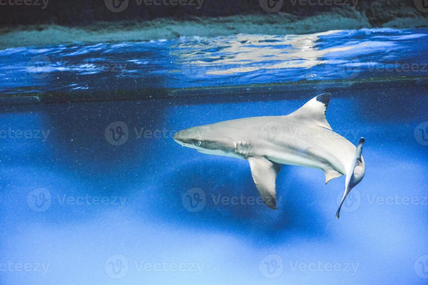 Carcharhinus melanopterus requin nageant sous l'eau, fond bleu photo