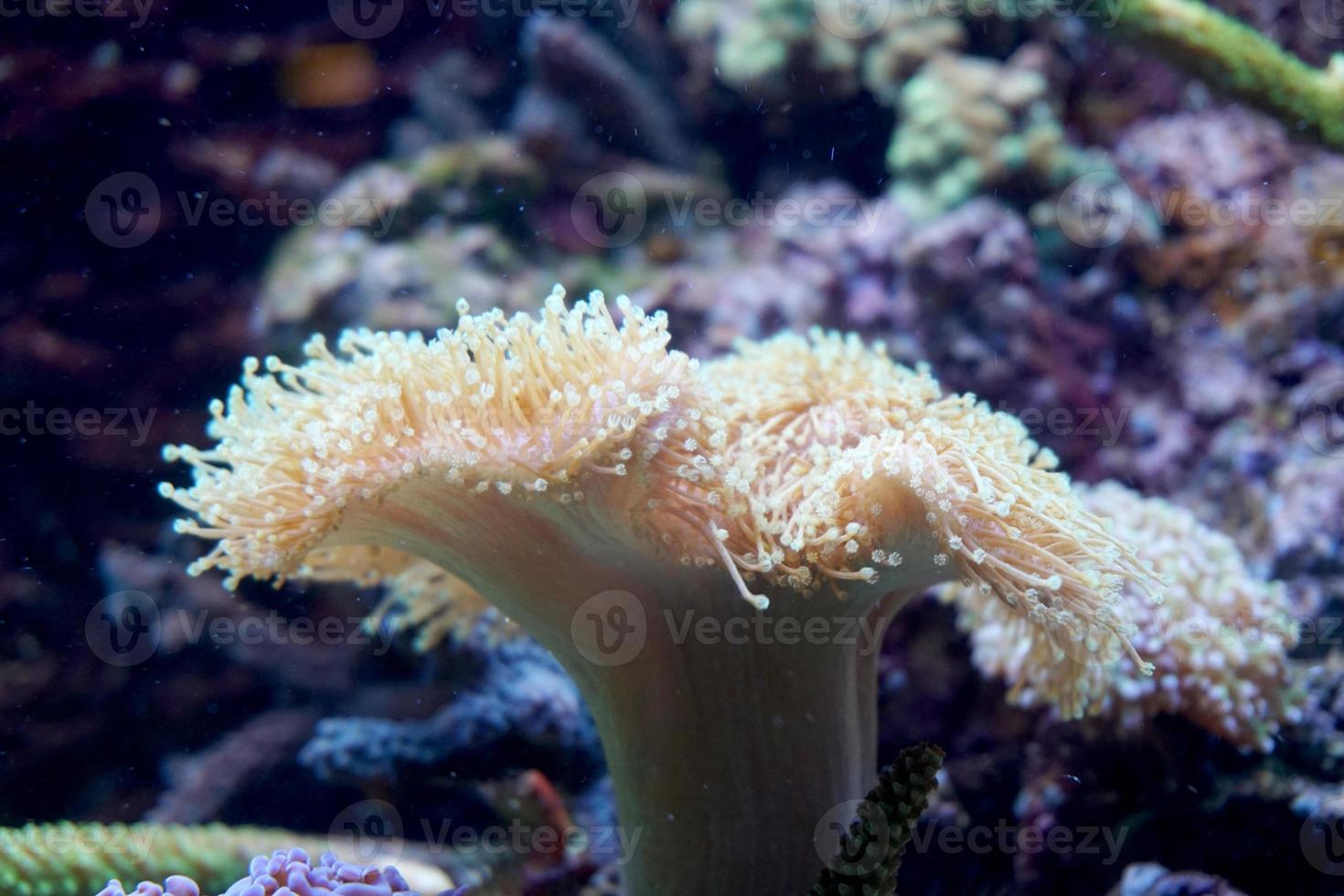corail blanc dans un aquarium marin photo