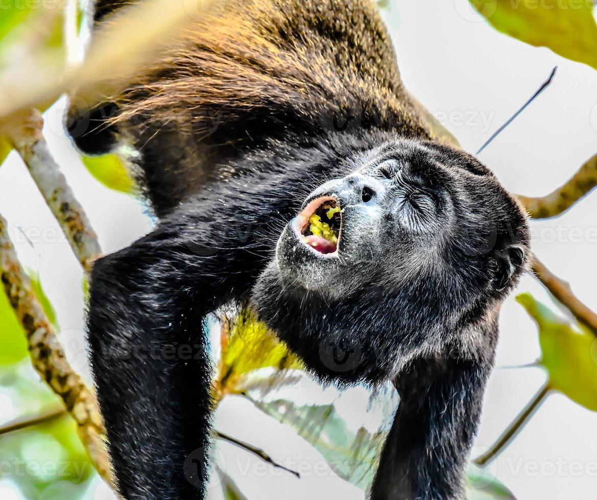 singe mangeant sur l'arbre photo