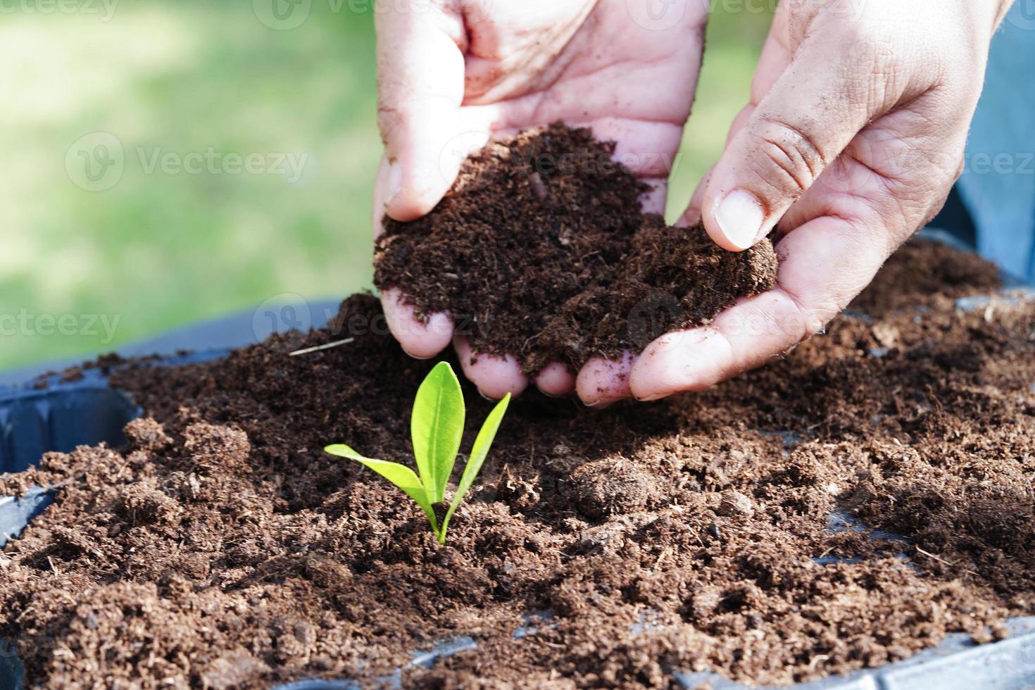 arbre qui pousse à la main, éco jour de la terre, sauver le monde, sauver la terre, passer au vert photo