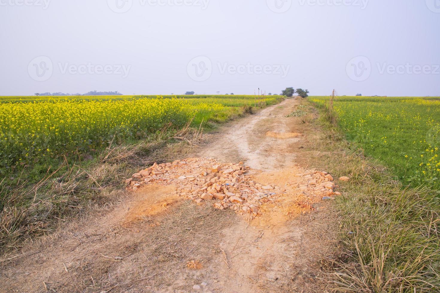 chemin de terre rural à travers le champ de colza avec le fond de ciel bleu. photo