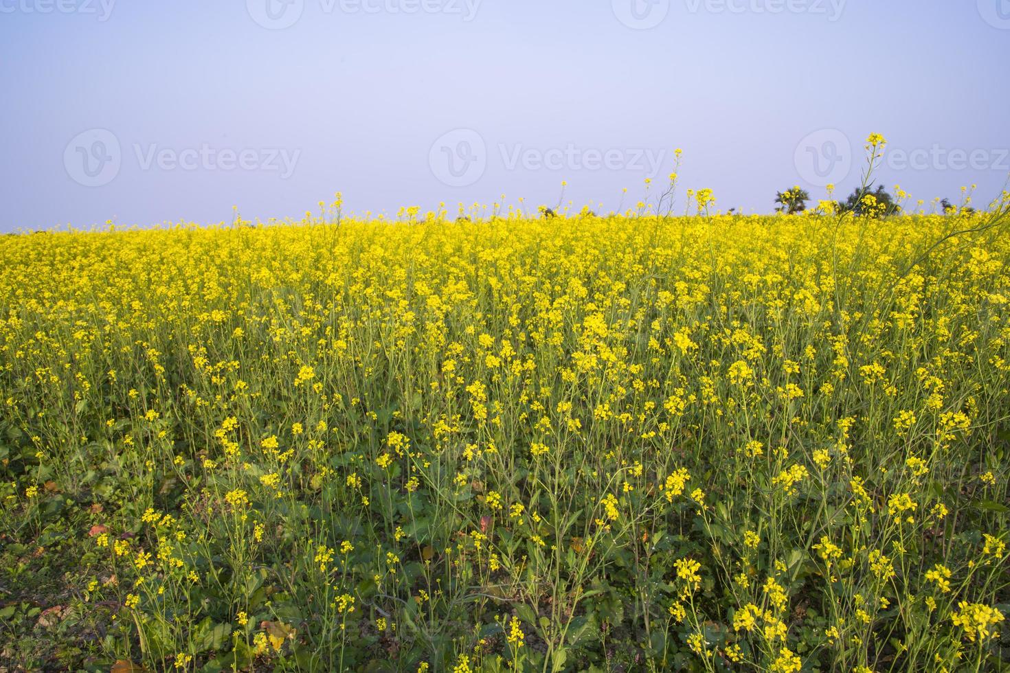 belle vue sur le paysage floral de fleurs de colza dans un champ dans la campagne du bangladesh photo