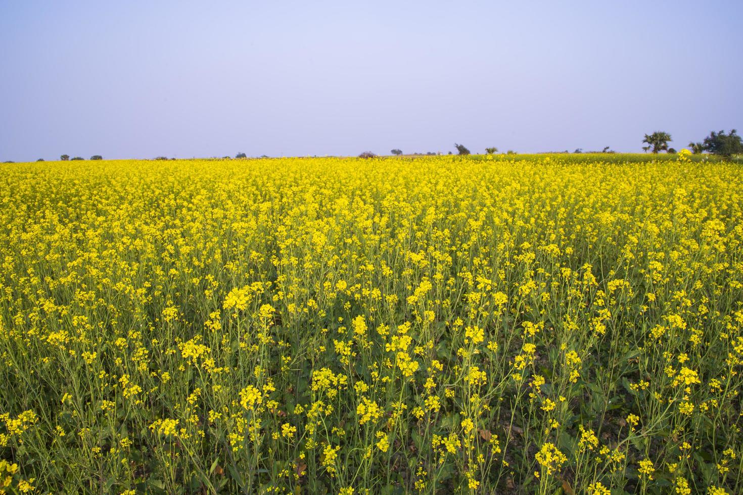 belle vue sur le paysage floral de fleurs de colza dans un champ dans la campagne du bangladesh photo