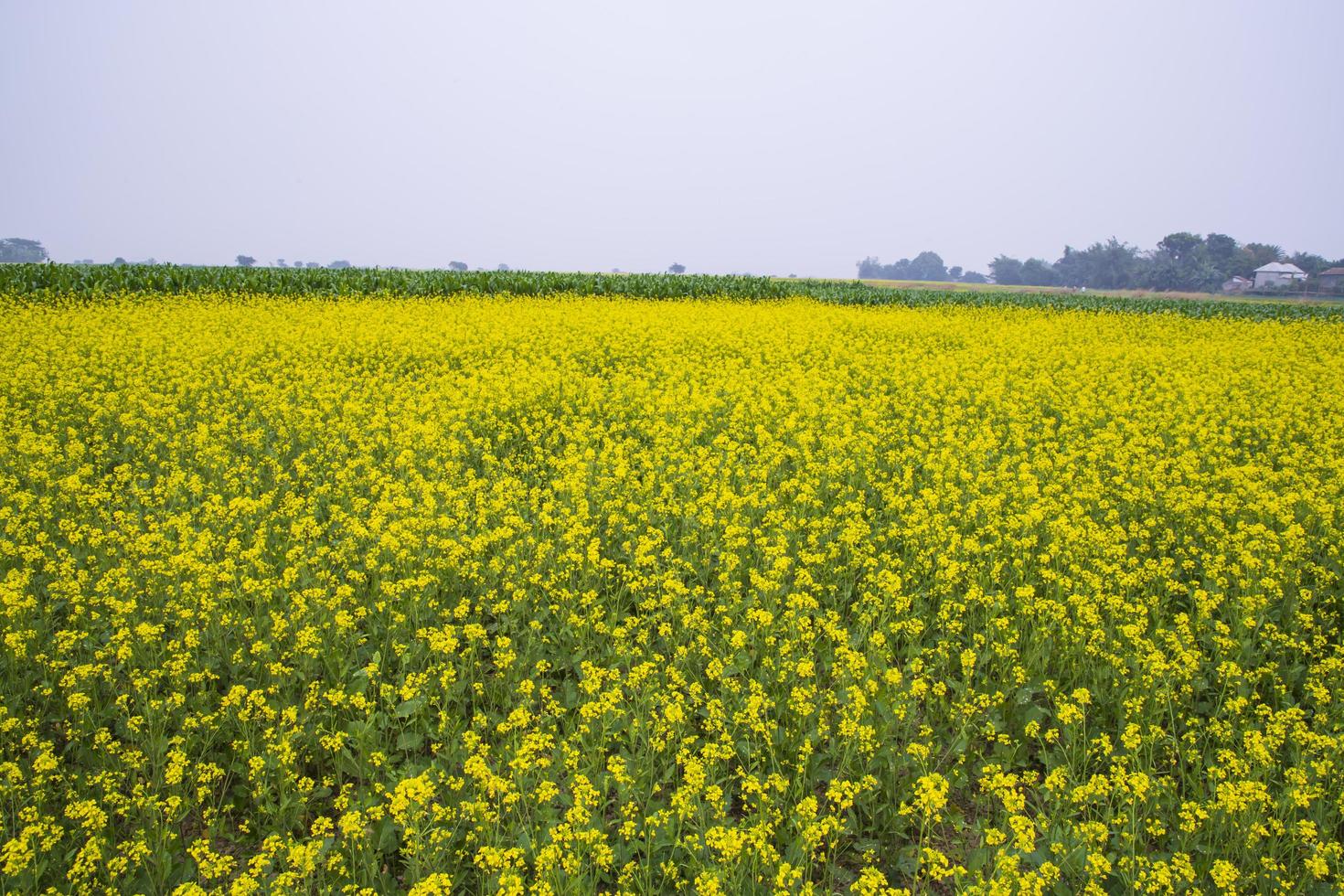 belle vue sur le paysage floral de fleurs de colza dans un champ dans la campagne du bangladesh photo