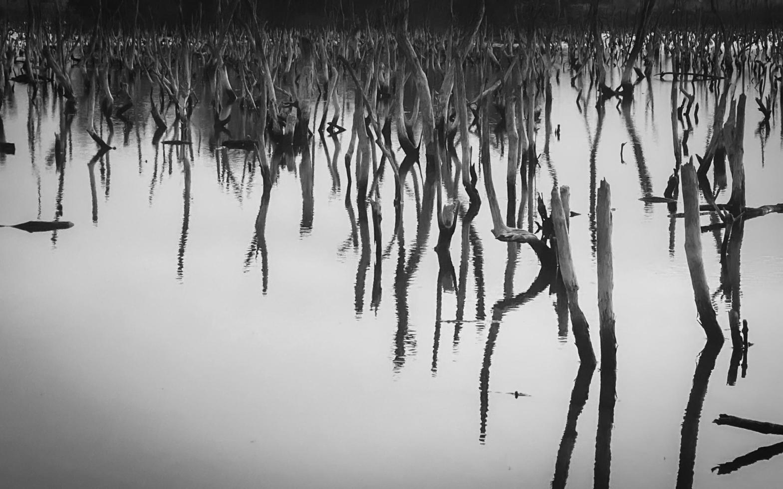 paysage de forêt de mangrove détruite, la forêt de mangrove détruite est un écosystème qui a été gravement dégradé ou éliminé en raison de l'urbanisation et de la pollution. aider à prendre soin de la forêt de mangrove. photo