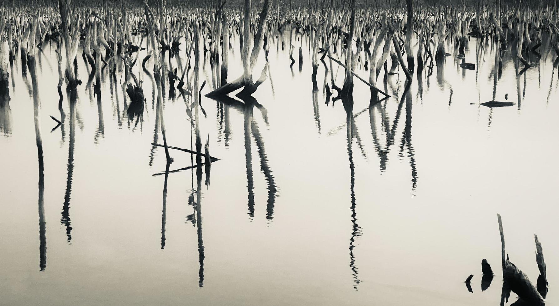 paysage de forêt de mangrove détruite, la forêt de mangrove détruite est un écosystème qui a été gravement dégradé ou éliminé en raison de l'urbanisation et de la pollution. aider à prendre soin de la forêt de mangrove. photo