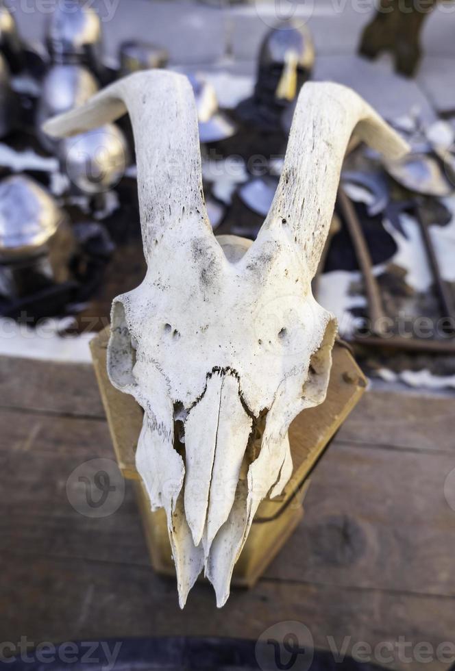 crâne de chèvre médiéval photo
