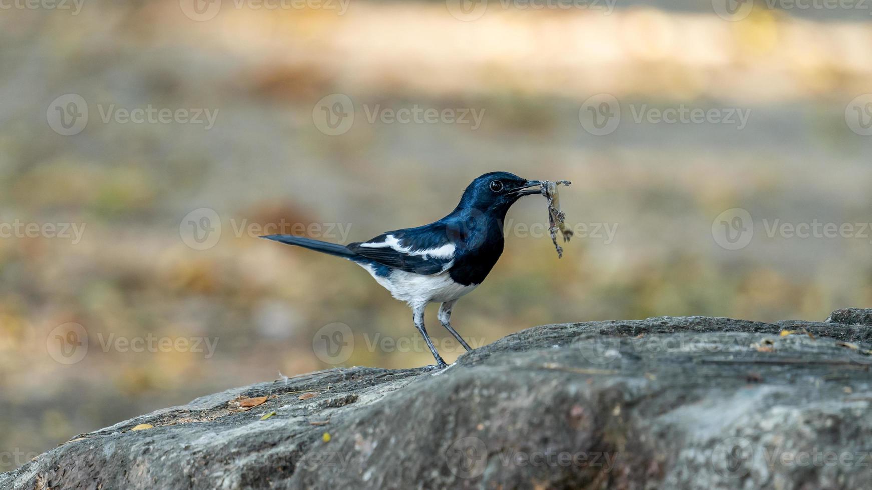 pie orientale robin mangeant un lézard photo